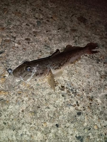 ☆年明け初釣行☆