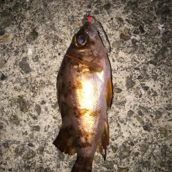 バイク釣行は修行です