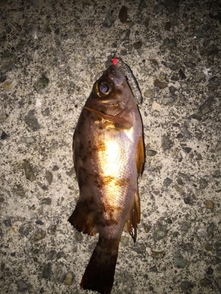 バイク釣行は修行です