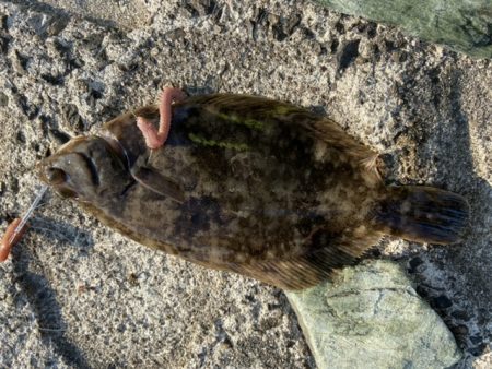 親子ちょい投げ釣り