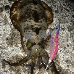 2022年 初アオリイカ!!GET!!