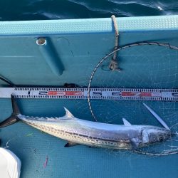 伊島近海でサワラ