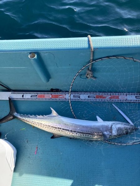 伊島近海でサワラ