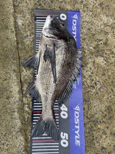 イチノ兄弟、釣果！