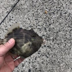 三種のアサリでカワハギ狙い！