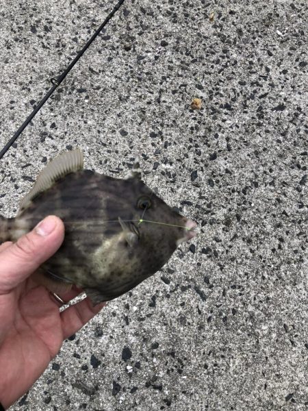 三種のアサリでカワハギ狙い！