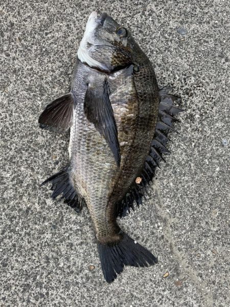 イチノ兄弟、釣果!