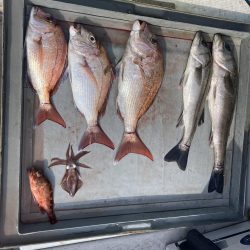 今年初のおめで鯛