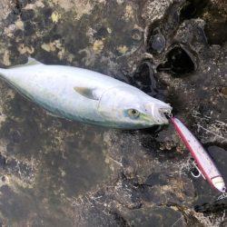 ショアプラッキング