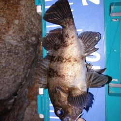 激渋メバリング