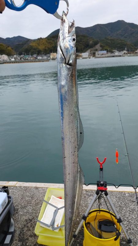 太刀魚入れ食い。
