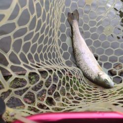 今年最後の釣行は管釣り。でも渋かった！