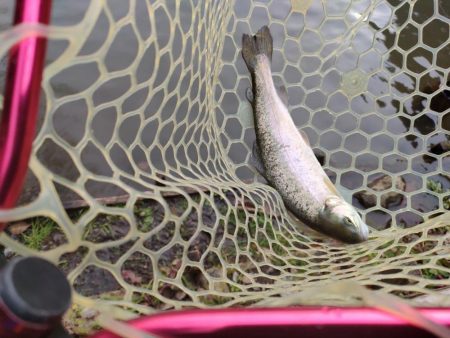 今年最後の釣行は管釣り。でも渋かった！