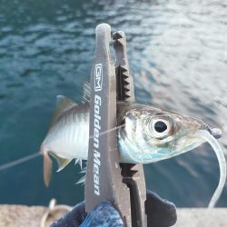 久しぶりの尺アジ