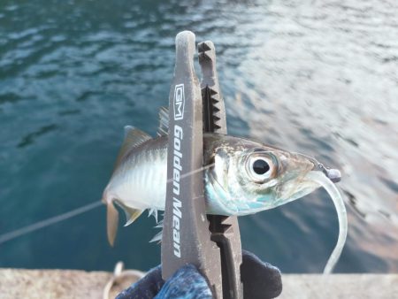 久しぶりの尺アジ