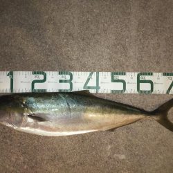 泳がせでハマチ