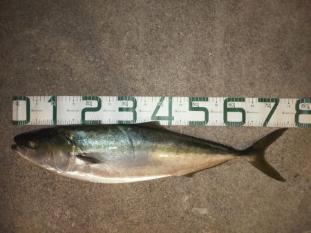 泳がせでハマチ