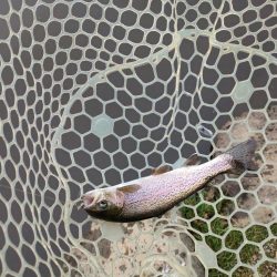 2022年初釣りは息子と楽しい管釣り！