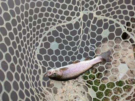 2022年初釣りは息子と楽しい管釣り！