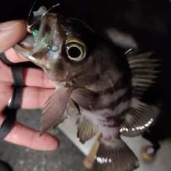 新春メバリング