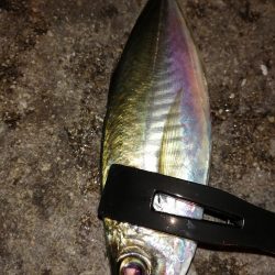 気温も釣果も寒く