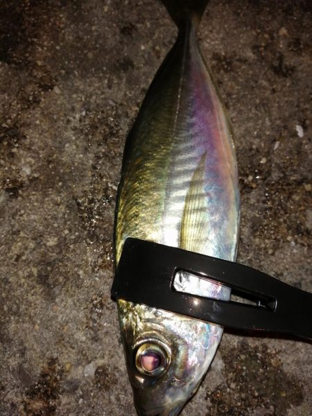 気温も釣果も寒く