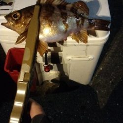 アジ狙いでメバル