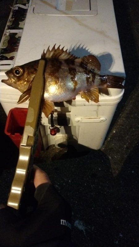 アジ狙いでメバル