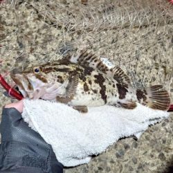 2022/01/01 南港ヘチ釣り