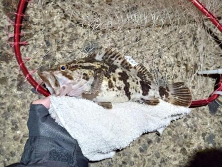 2022/01/01 南港ヘチ釣り