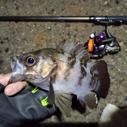 2022/01/02 南港ライトゲーム釣行