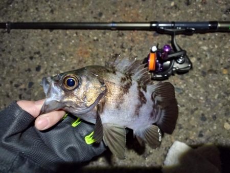 2022/01/02 南港ライトゲーム釣行