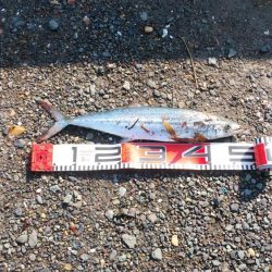 白杉サゴシ続報