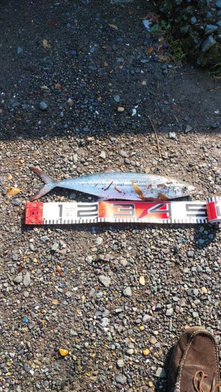 白杉サゴシ続報