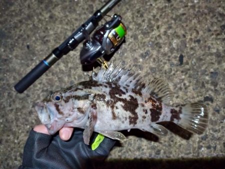 2022/01/04 南港ライトゲーム釣行…