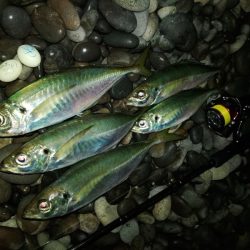 (尺アジ)フロートゲーム