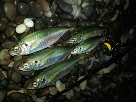 (尺アジ)フロートゲーム