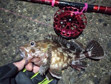 2022/01/05 南港ヘチ釣り