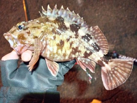 2022/01/06 南港ライトゲーム釣行…