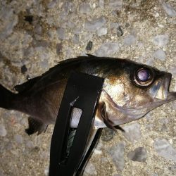 メバル釣りに?