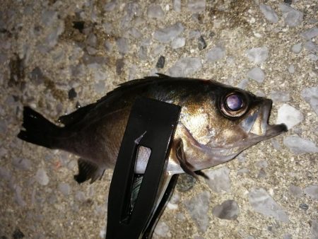 メバル釣りに?