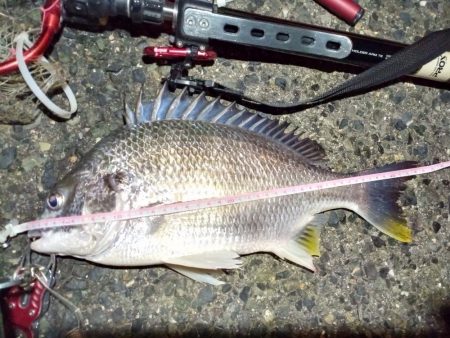 2022/01/07 南港ヘチ釣り