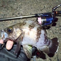 2022/01/08 南港ライトゲーム釣行