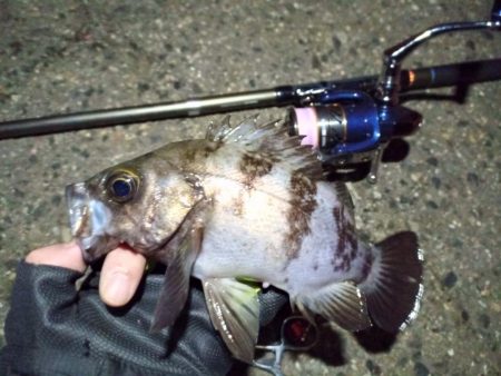 2022/01/08 南港ライトゲーム釣行…