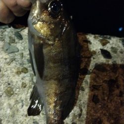 メバルの煮付が食べたくて