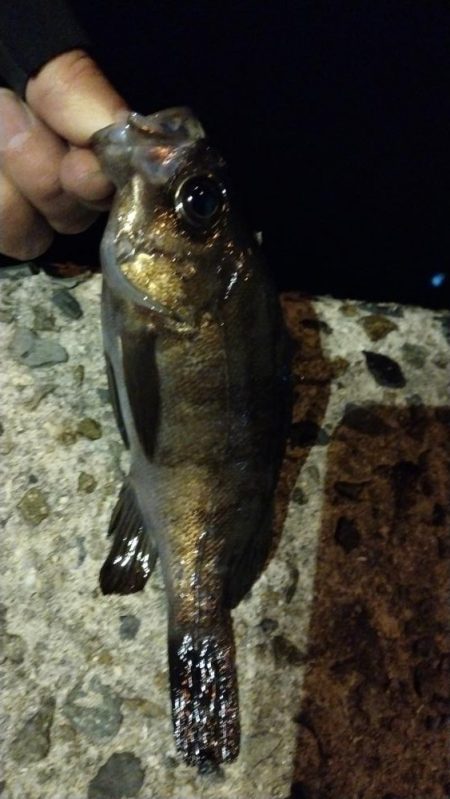 メバルの煮付が食べたくて