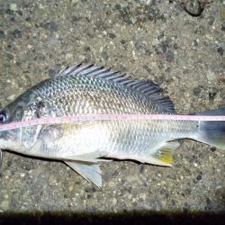 2022/01/09 南港ヘチ釣り