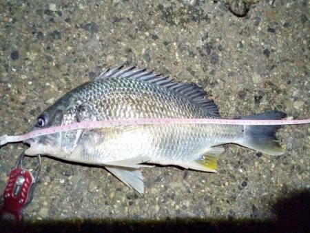 2022/01/09 南港ヘチ釣り