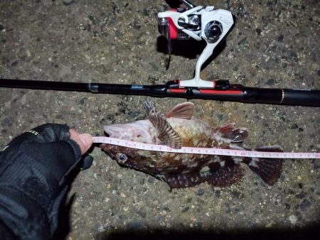 2022/01/10 南港ライトゲーム釣行…