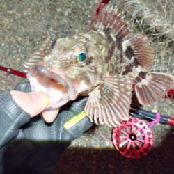 2022/01/12 南港ヘチ釣り